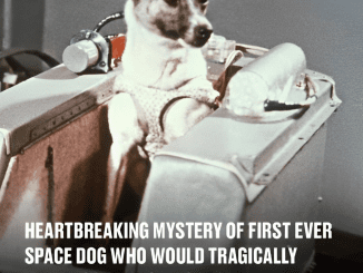 Heartbreaking mystery of first ever space dog who would tragically ‘never come back’ to Earth