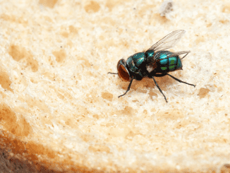 People left seriously disgusted by simulation showing what happens when a fly lands on your food