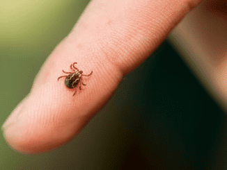 Where do ticks hide in the house and how to get rid of them