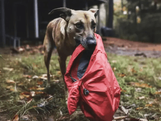 Four Years after My Husband Went Missing, a Dog Brought Me the Jacket He Was Wearing on the Day He Disappeared