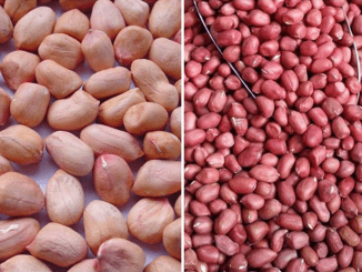 There is a big difference between Red skinned peanuts and White skinned peanuts: Everyone needs to know to avoid buying the wrong one