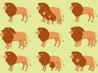 Do you think you can count all the lions in this image