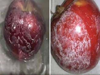 Pour hot water into the apple, the chemicals will show immediately